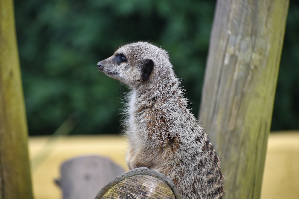 a small meerkat sitting on top of a wooden pole