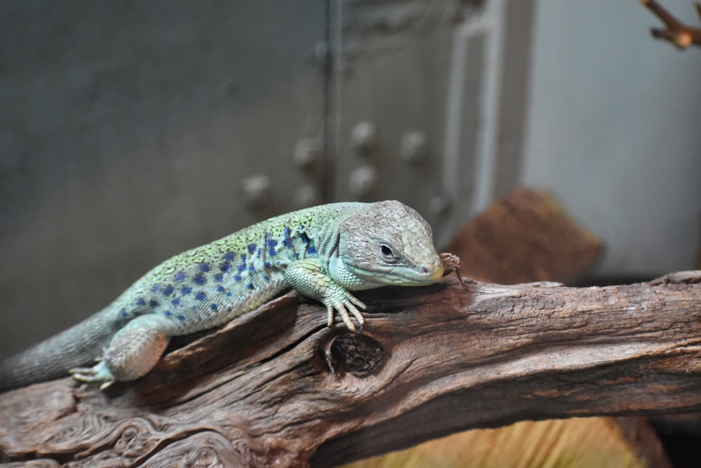 a lizard is sitting on a tree branch