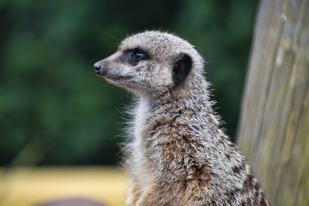 a close up of a small animal near a tree