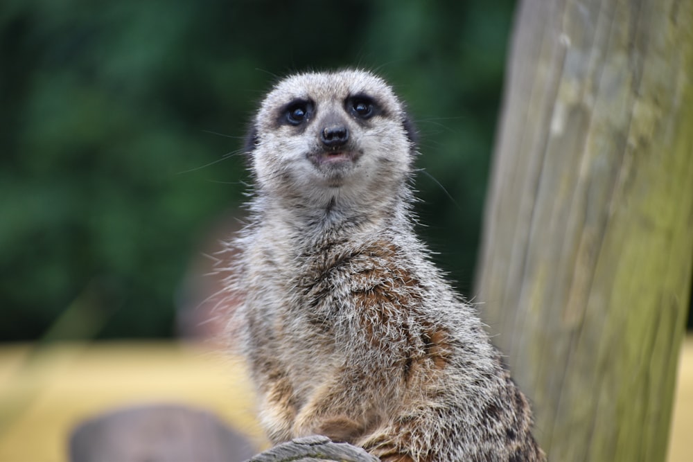 a small meerkat sitting on top of a tree stump
