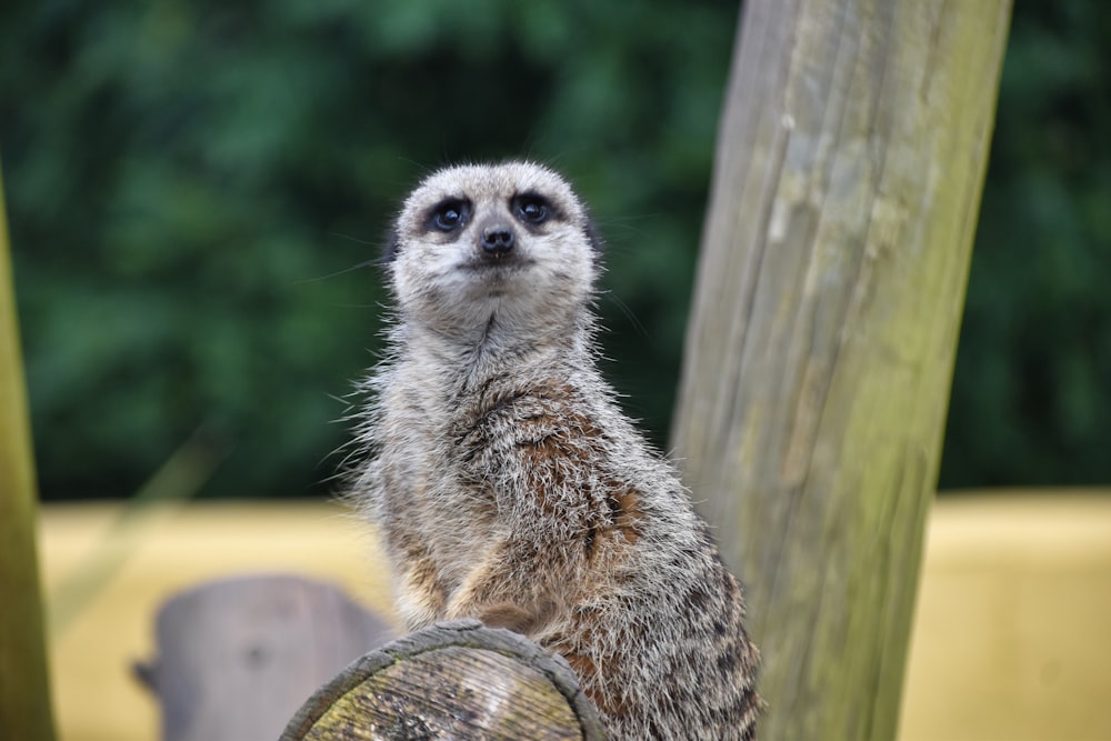 a small meerkat standing on top of a wooden barrel