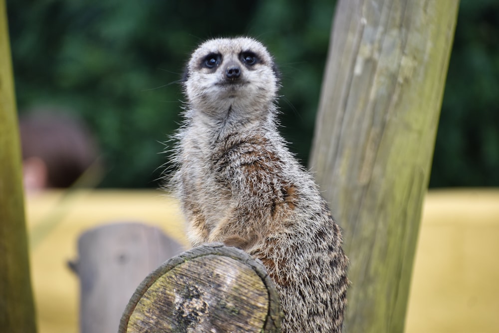 a small meerkat standing on a wooden platform