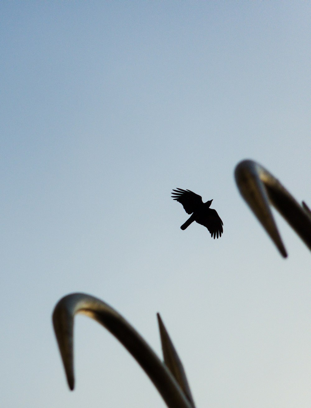 a bird flying in the air with a blue sky in the background