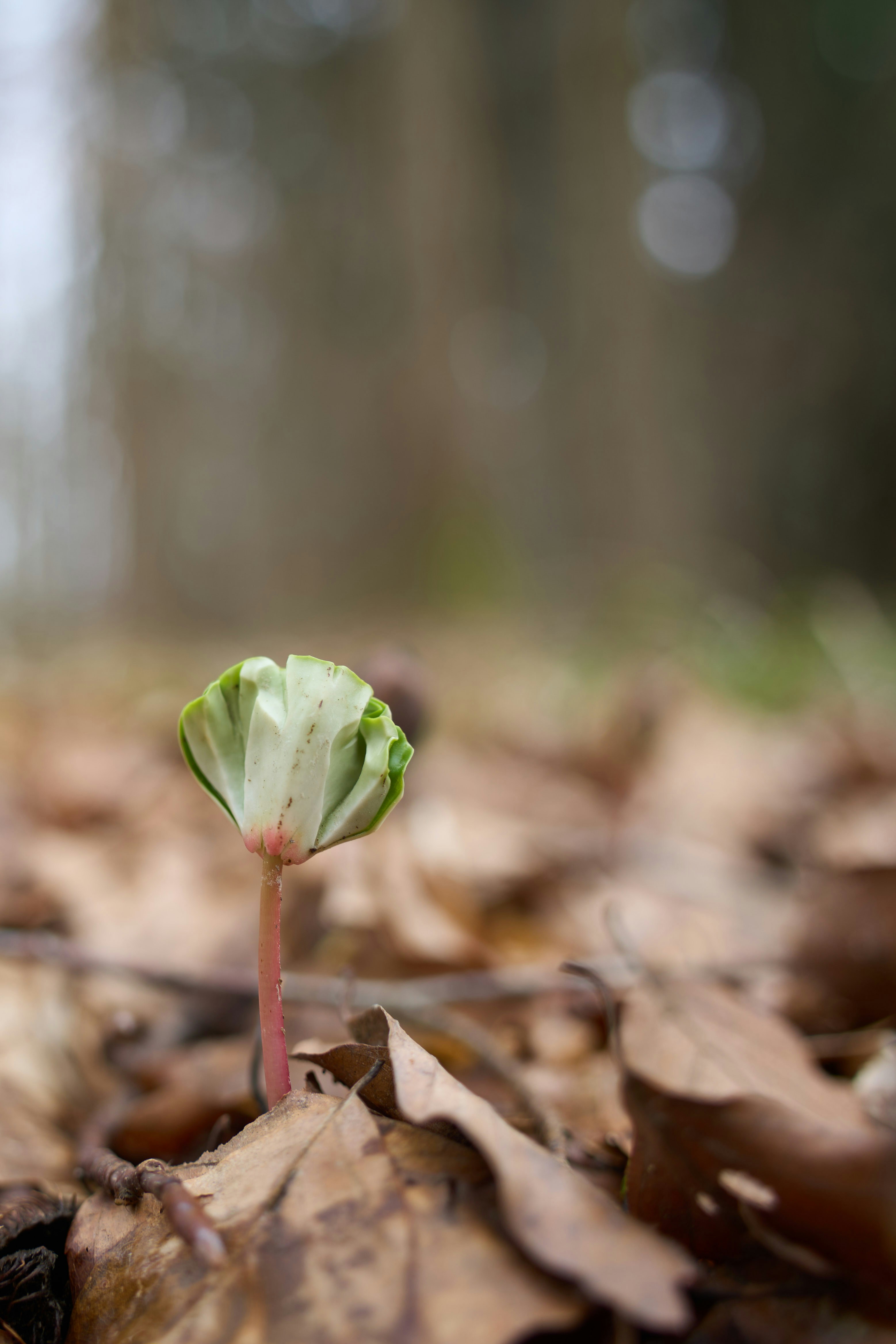 Photo by wolfgang_hasselmann