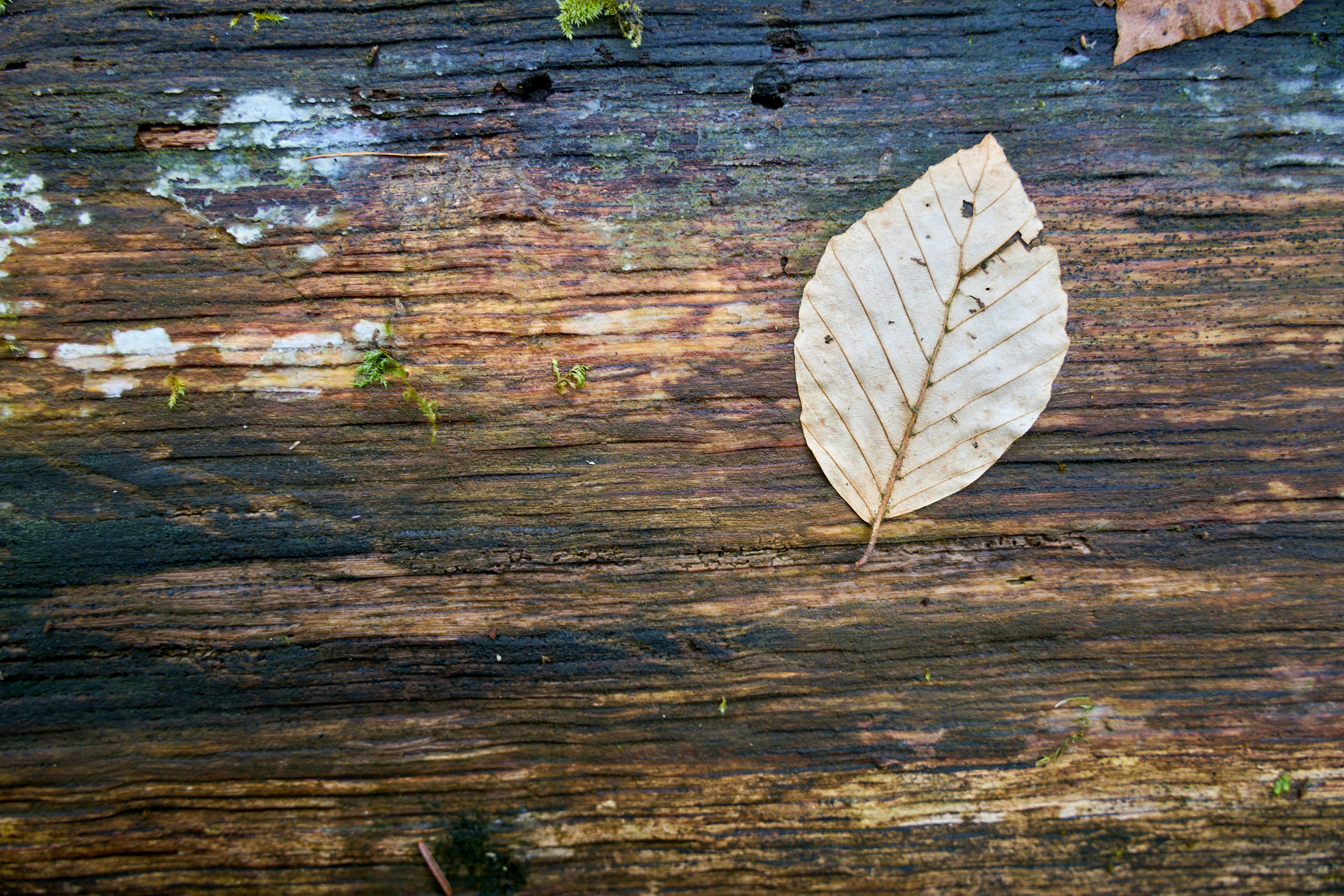 Photo by wolfgang_hasselmann