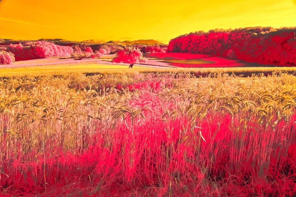 a painting of a field with red and yellow colors