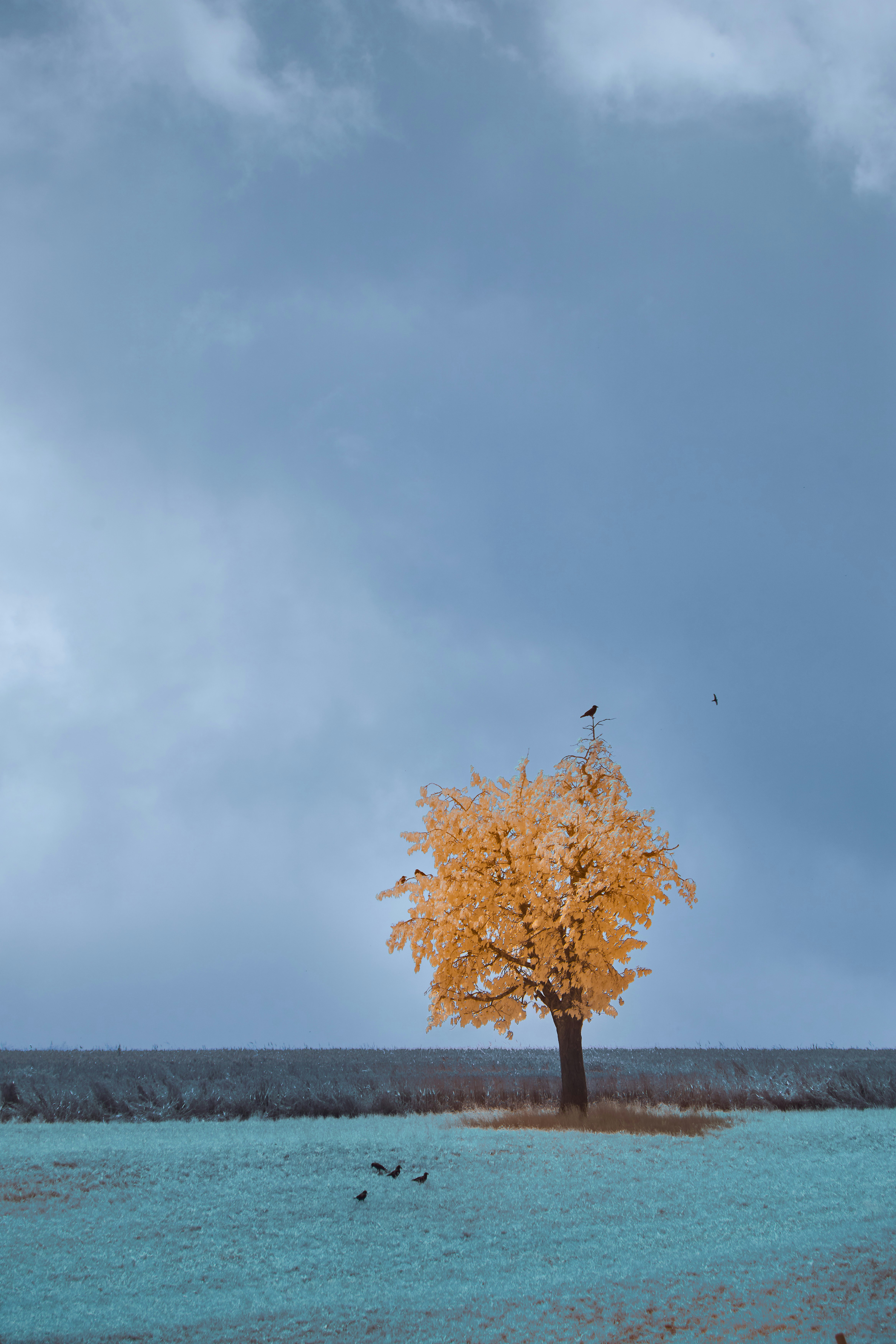 Photo by wolfgang_hasselmann