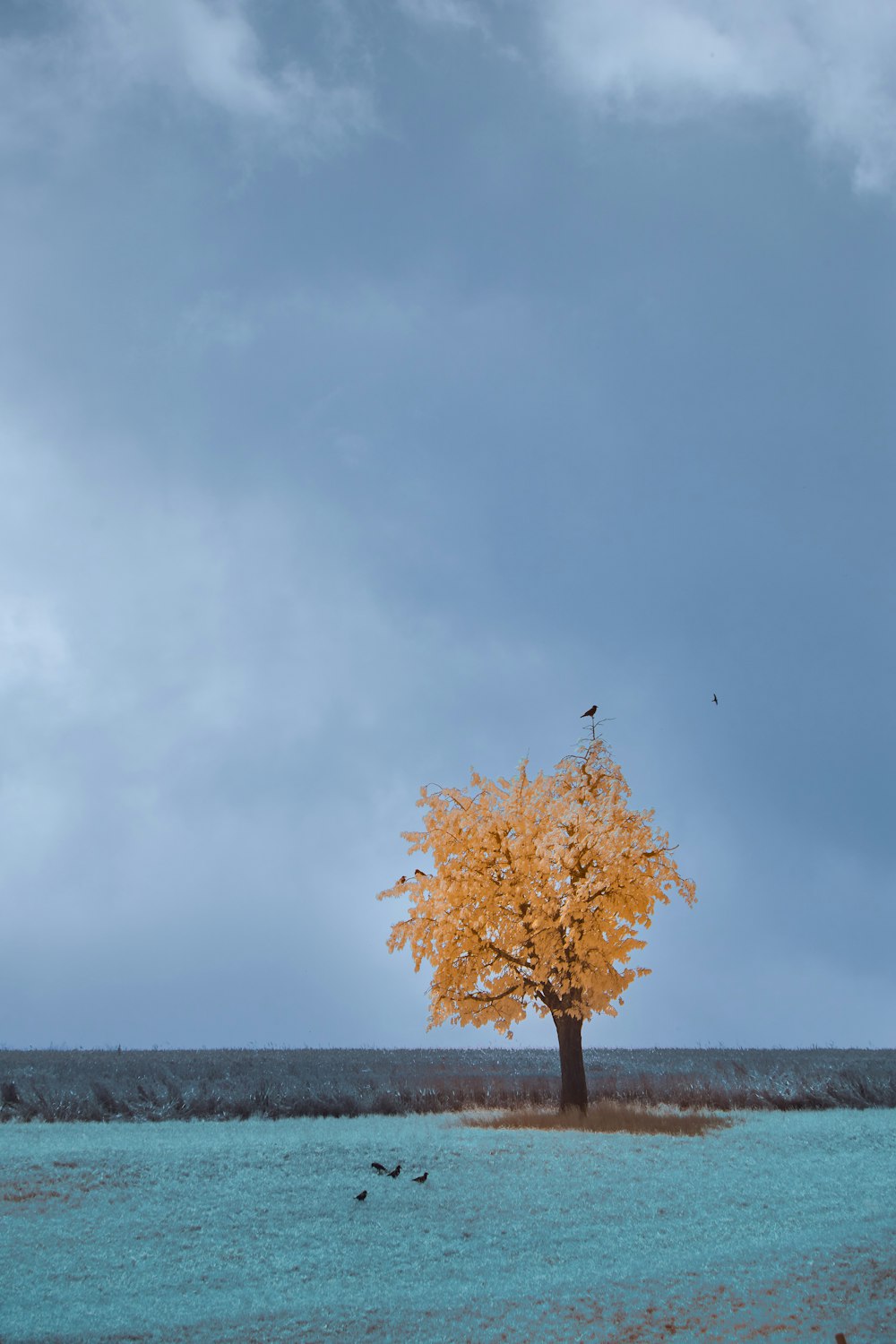 a lone tree in the middle of a field