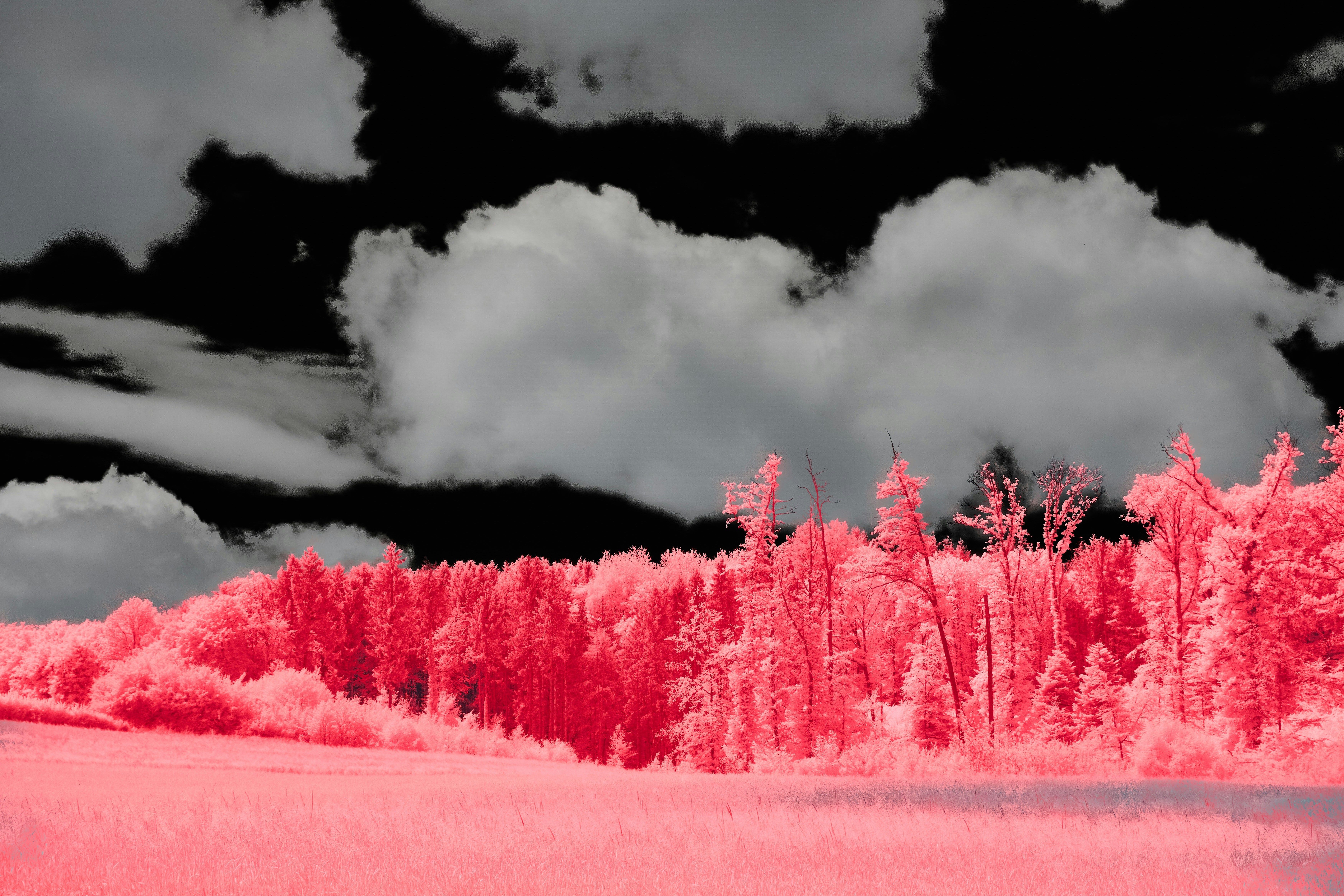 Photo by wolfgang_hasselmann