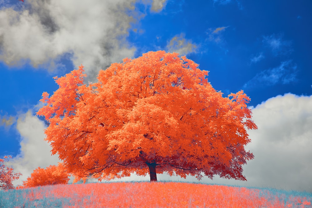 an orange tree in a field with a blue sky in the background