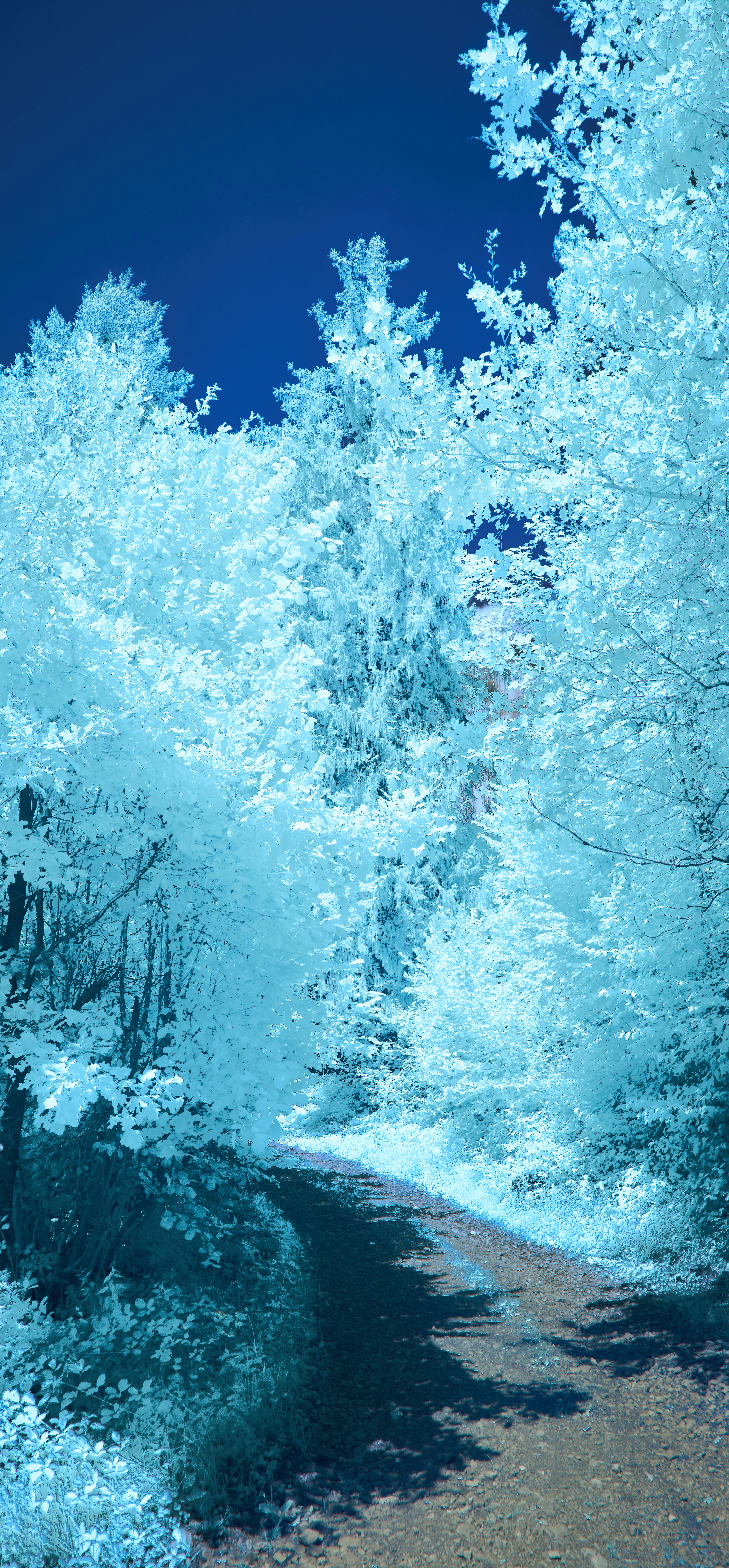 Photo by wolfgang_hasselmann