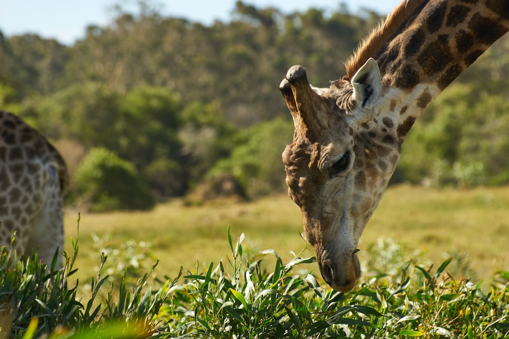 a giraffe is eating grass in a field