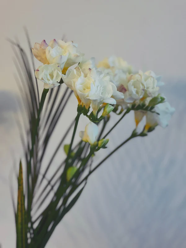Freesias en fleurs en gros plan — le cœur freesia blanc d'English Pear & Freesia de Jo Malone London, par la parfumerie Olara