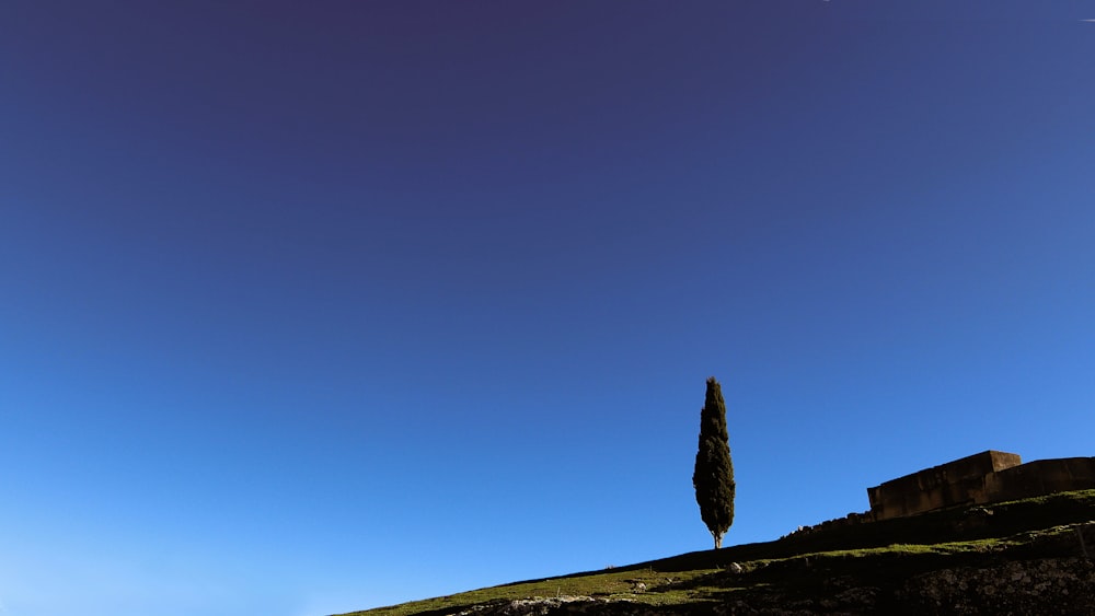 a lone tree on a hill under a blue sky