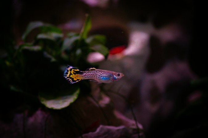 Guppy with a yellow and black patterned fan tail swimming in front of dark purple aquarium plants
