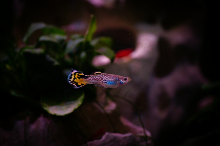Guppy with a yellow and black patterned fan tail swimming in front of dark purple aquarium plants