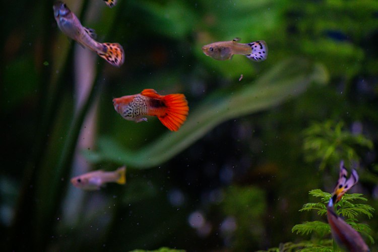 Orange-tailed guppy swimming among blurred green aquarium plants with other guppies nearby