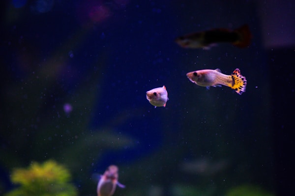 a group of fish swimming in an aquarium