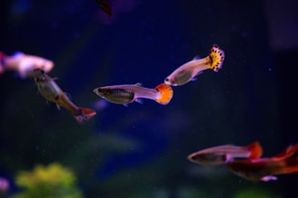 a group of fish swimming in an aquarium