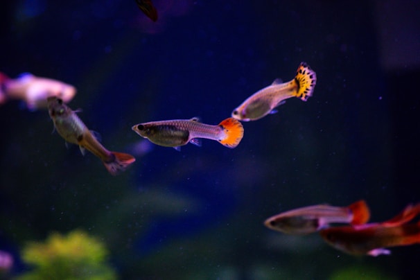 a group of fish swimming in an aquarium