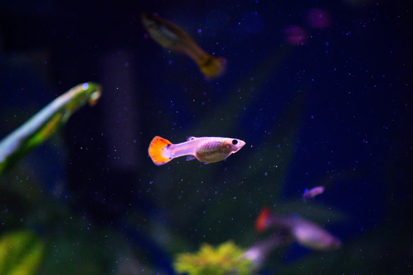 Guppys de colores nadando en un acuario