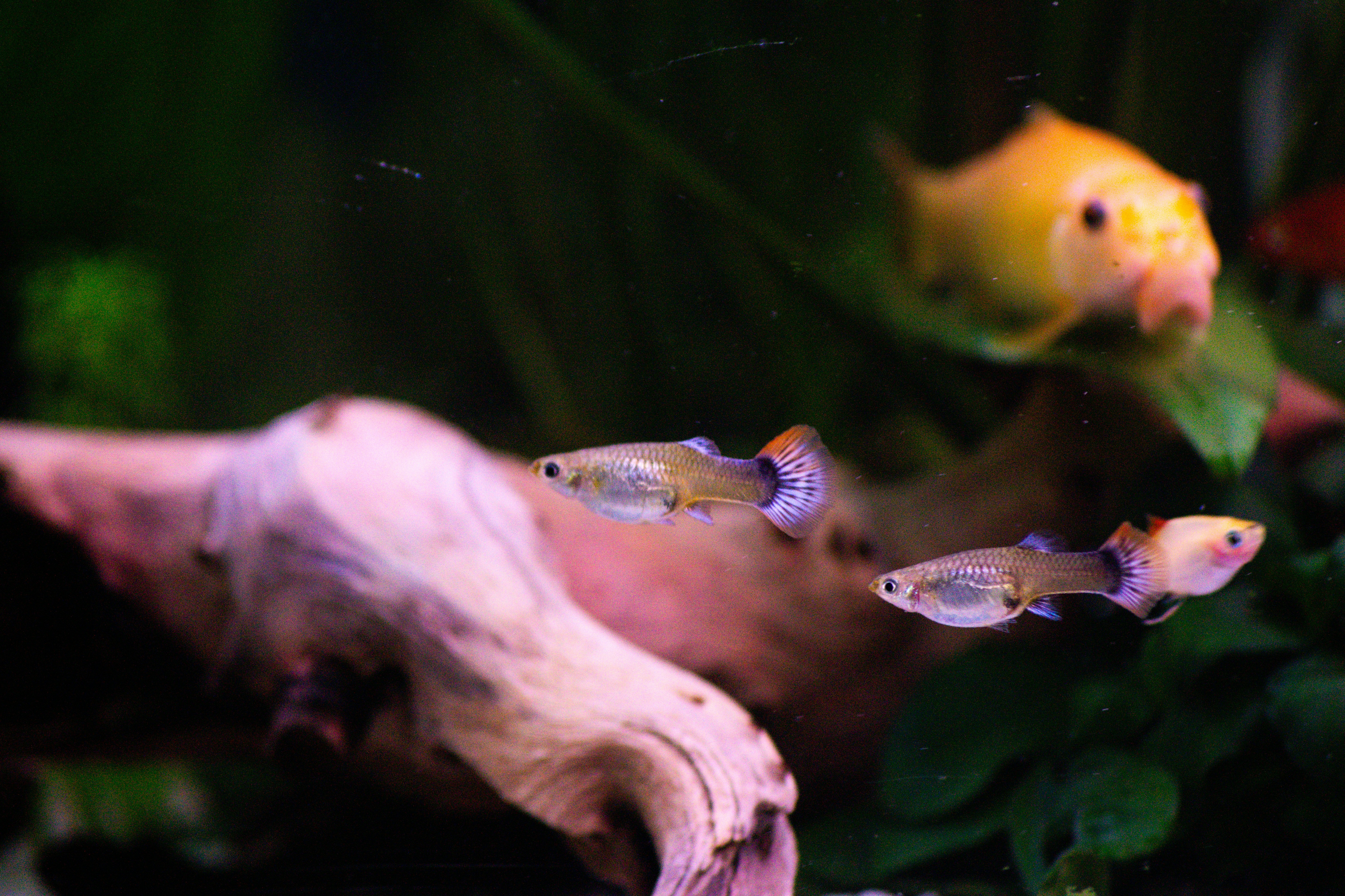 a group of fish swimming in an aquarium