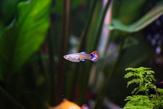 a fish that is swimming in some water