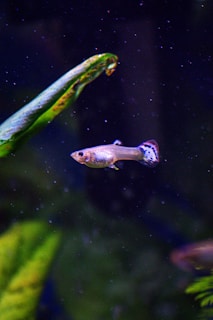 a couple of fish swimming next to each other