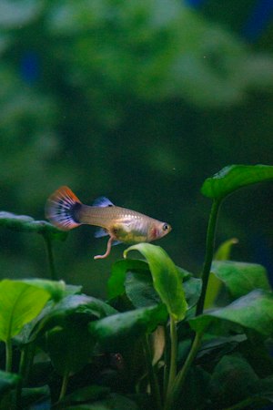 Guppy with a blue and orange striped fan tail beside pale green aquarium leaves