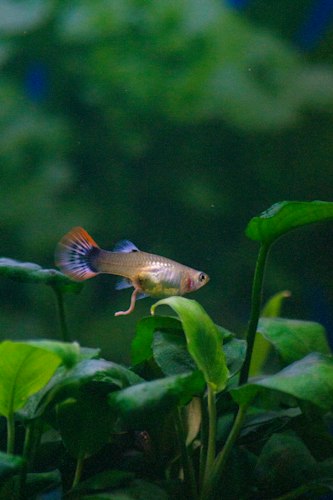 Guppy with a blue and orange striped fan tail beside pale green aquarium leaves