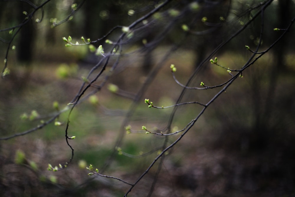 a tree branch with green leaves in a forest