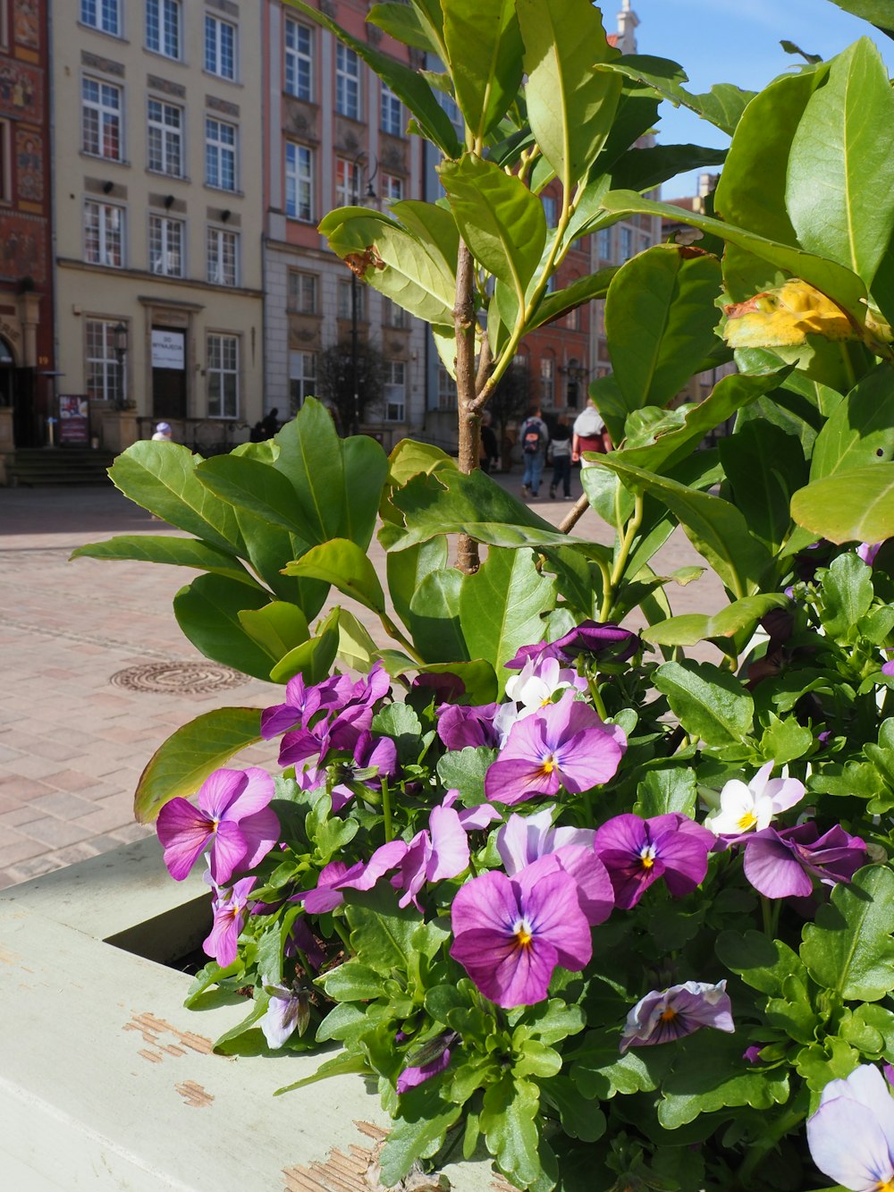 uma plantadora cheia de flores roxas e brancas