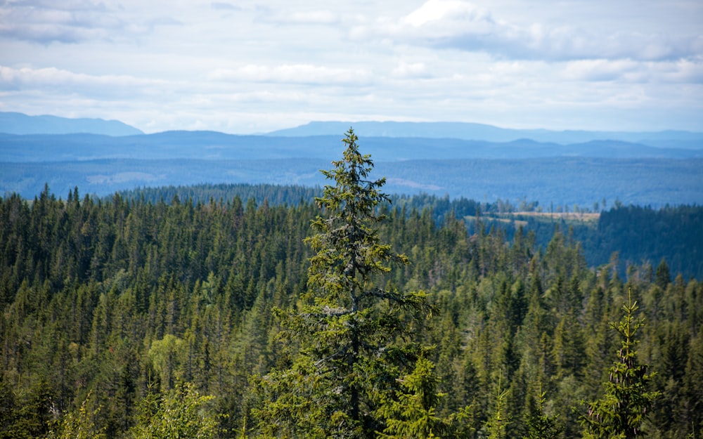 a view of a forest with mountains in the distance