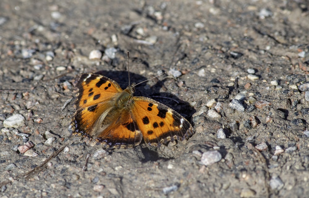 a small orange and black butterfly sitting on the ground
