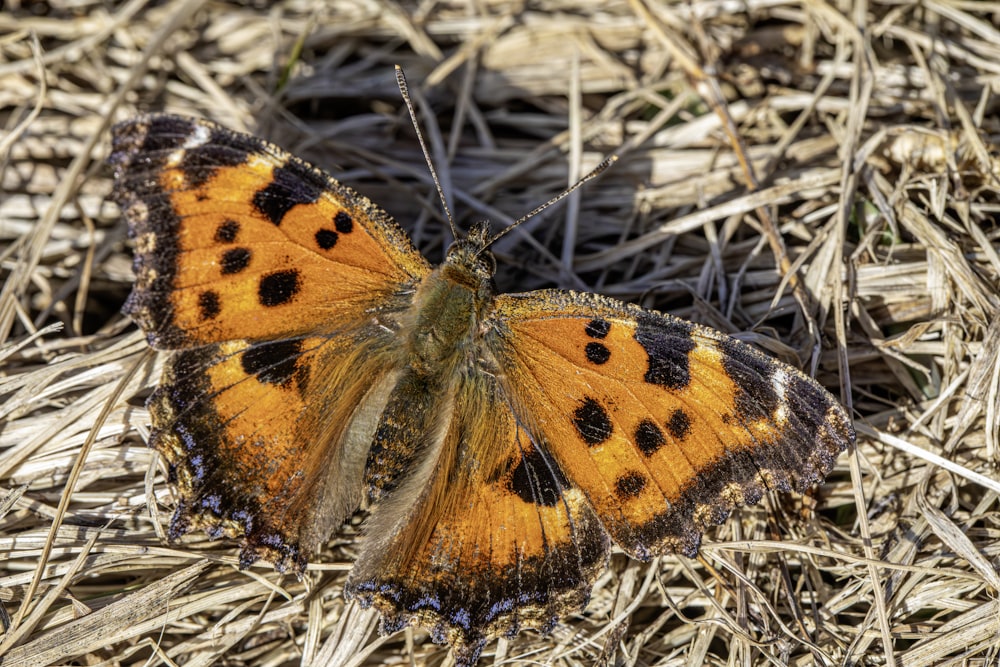 a close up of a butterfly on the ground