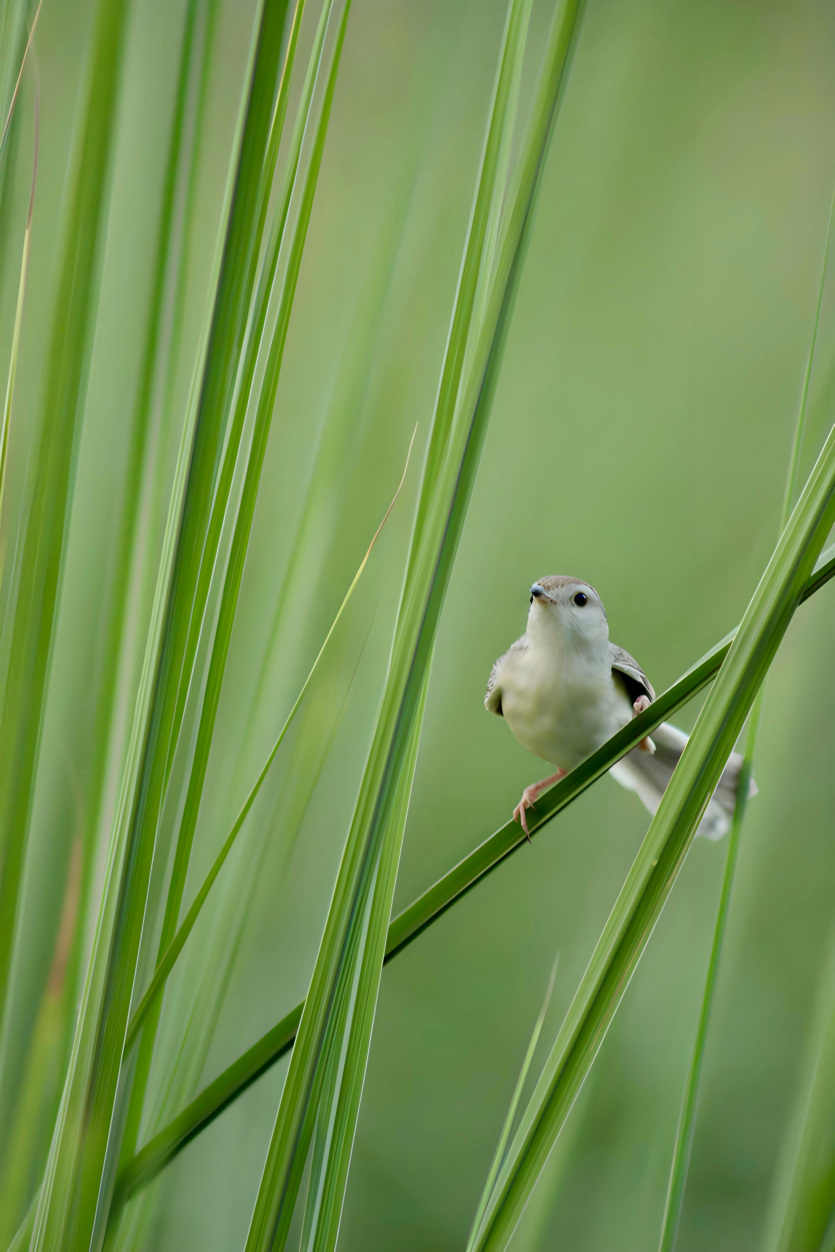 A small white bird sitting on top of a green plant photo – Free ...