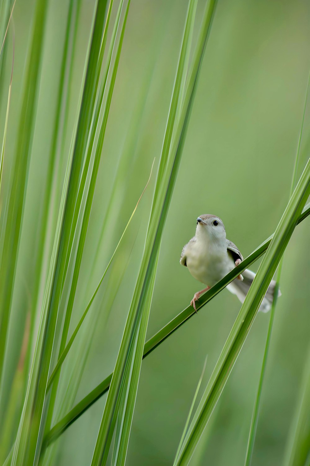 a small white bird sitting on top of a green plant