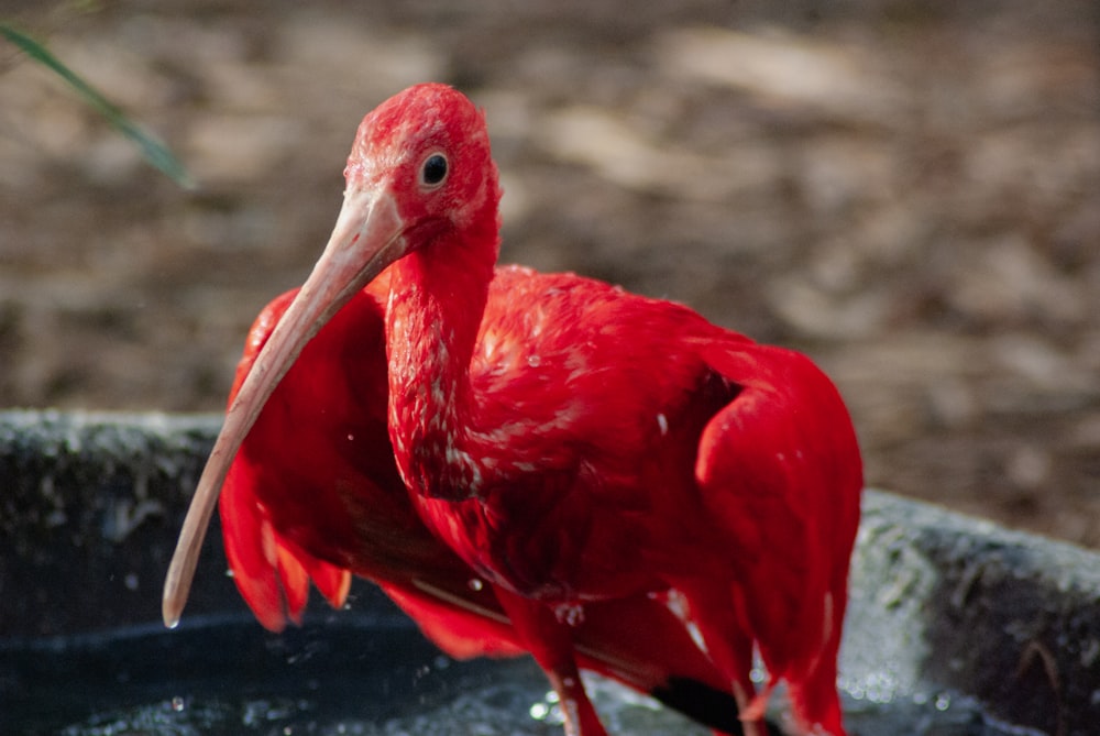 a red bird with a long beak standing in water