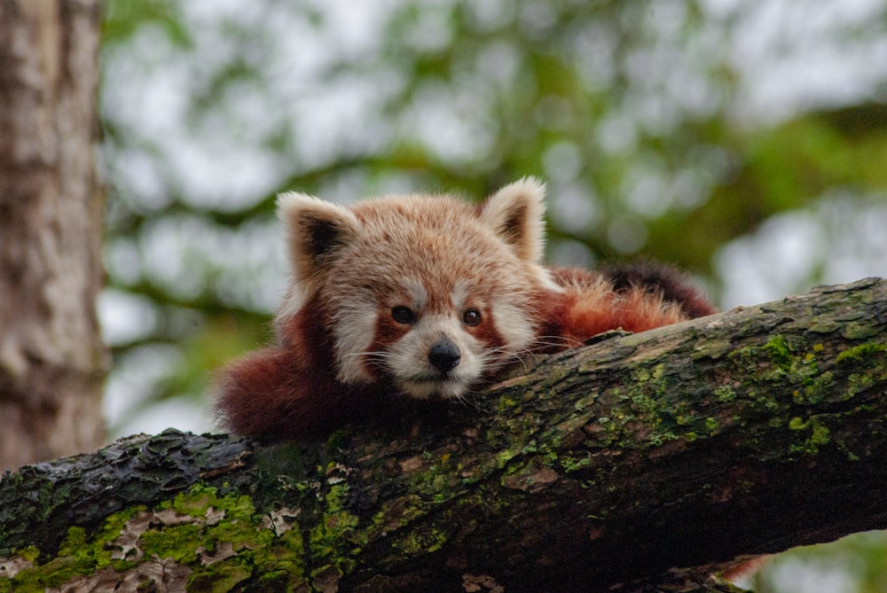 um filhote de panda vermelho descansando em um galho de árvore