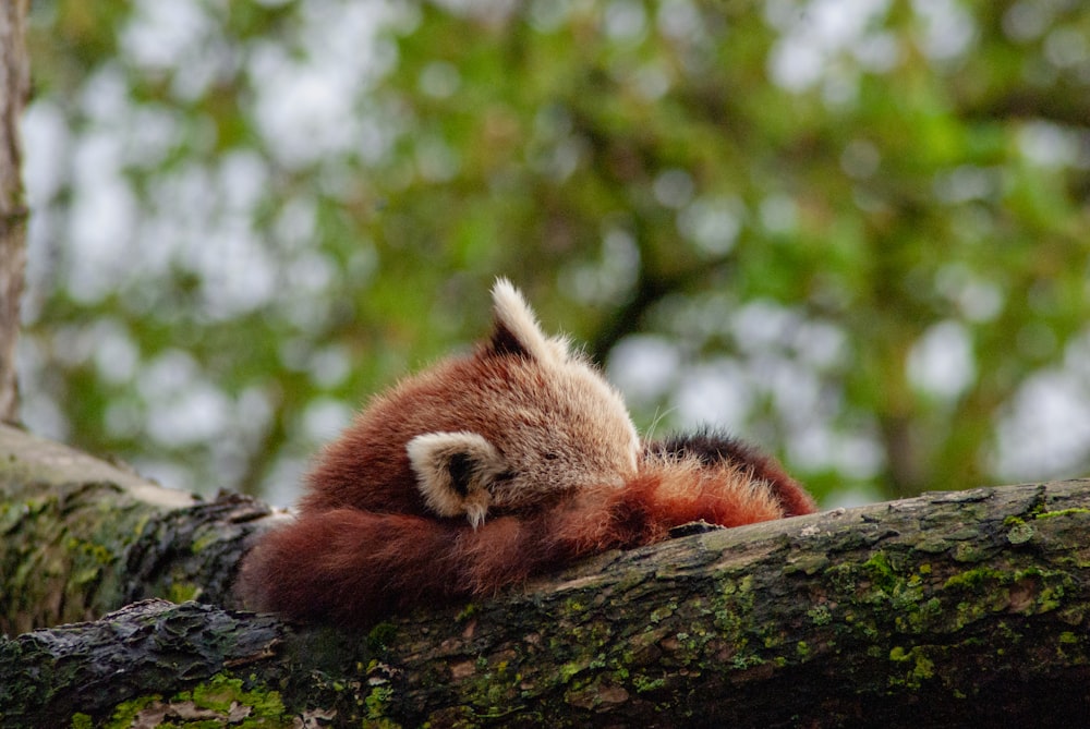 a red panda sleeping on a tree branch