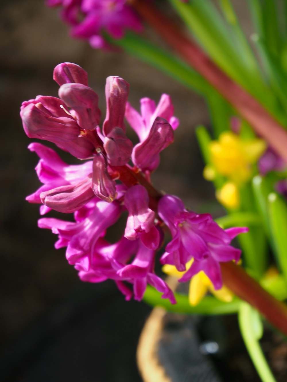 a close up of a bunch of flowers in a vase