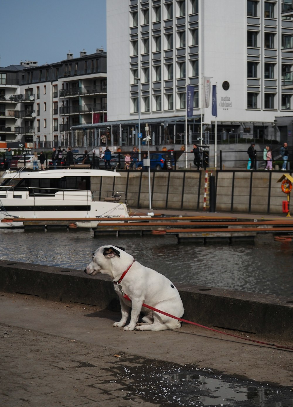 a white and black dog sitting next to a body of water