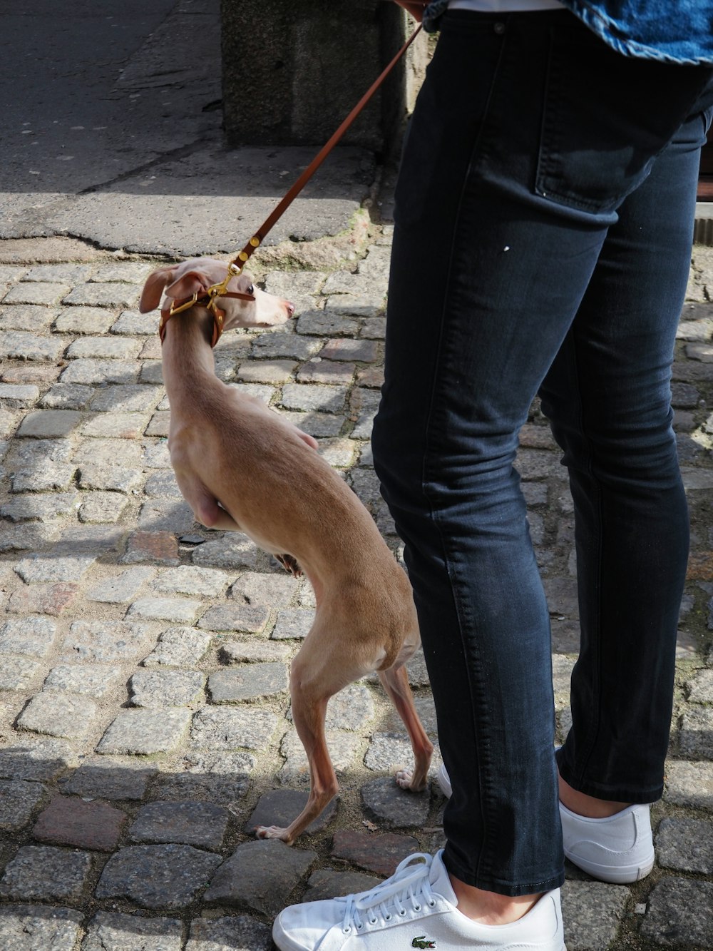 a small dog on a leash being held by a person