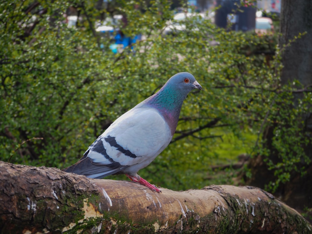 a pigeon sitting on top of a tree branch