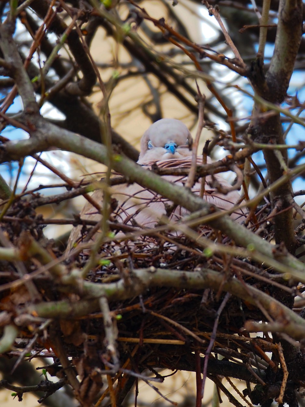 a baby bird sitting in a nest in a tree