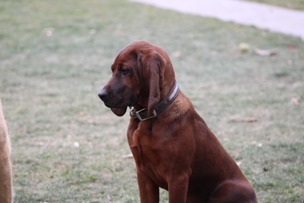 a brown dog sitting on top of a lush green field