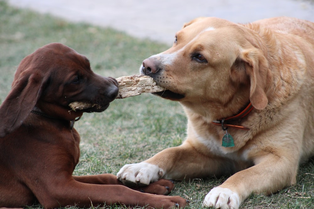 two dogs are playing with a stick in their mouth