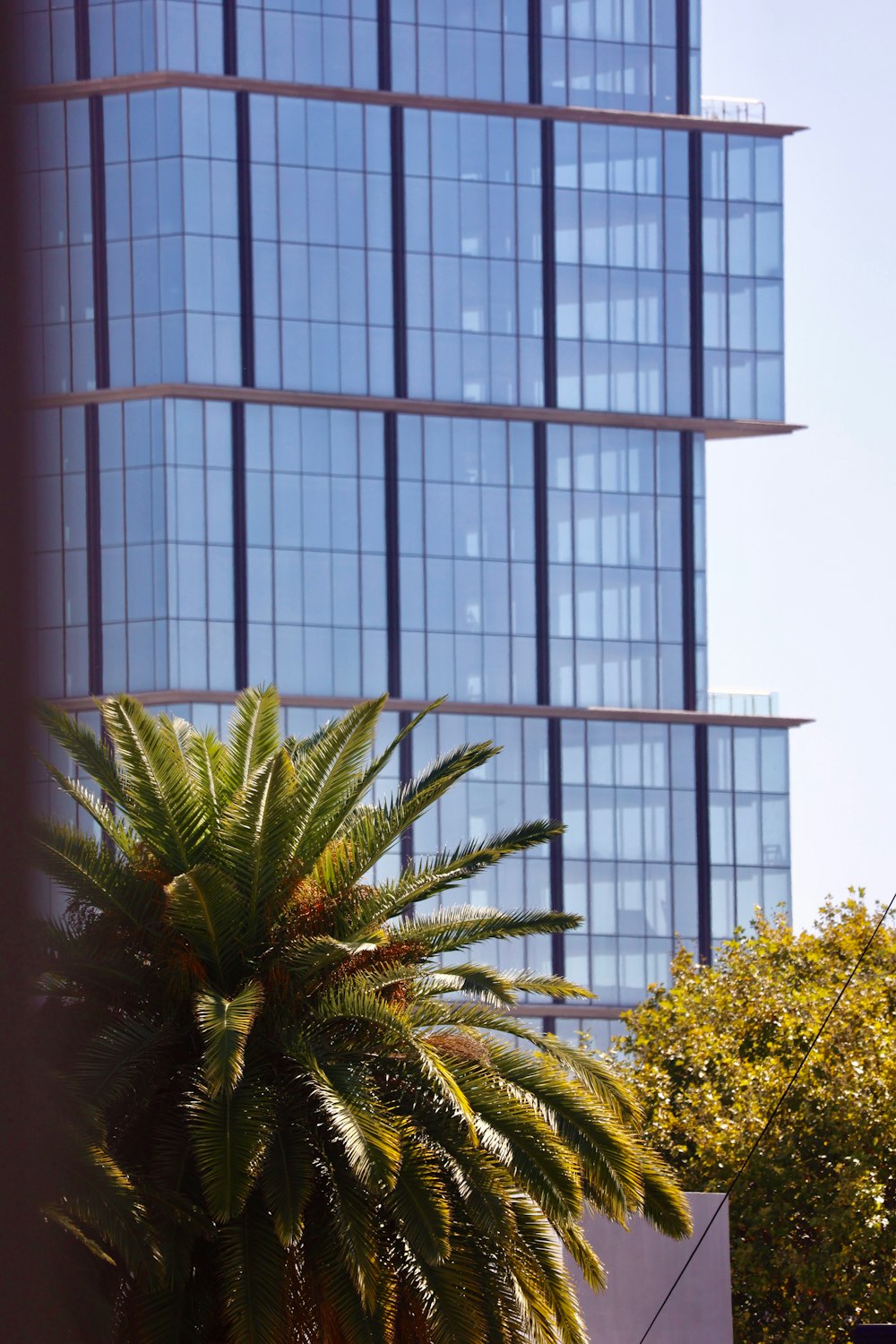 a palm tree in front of a tall building