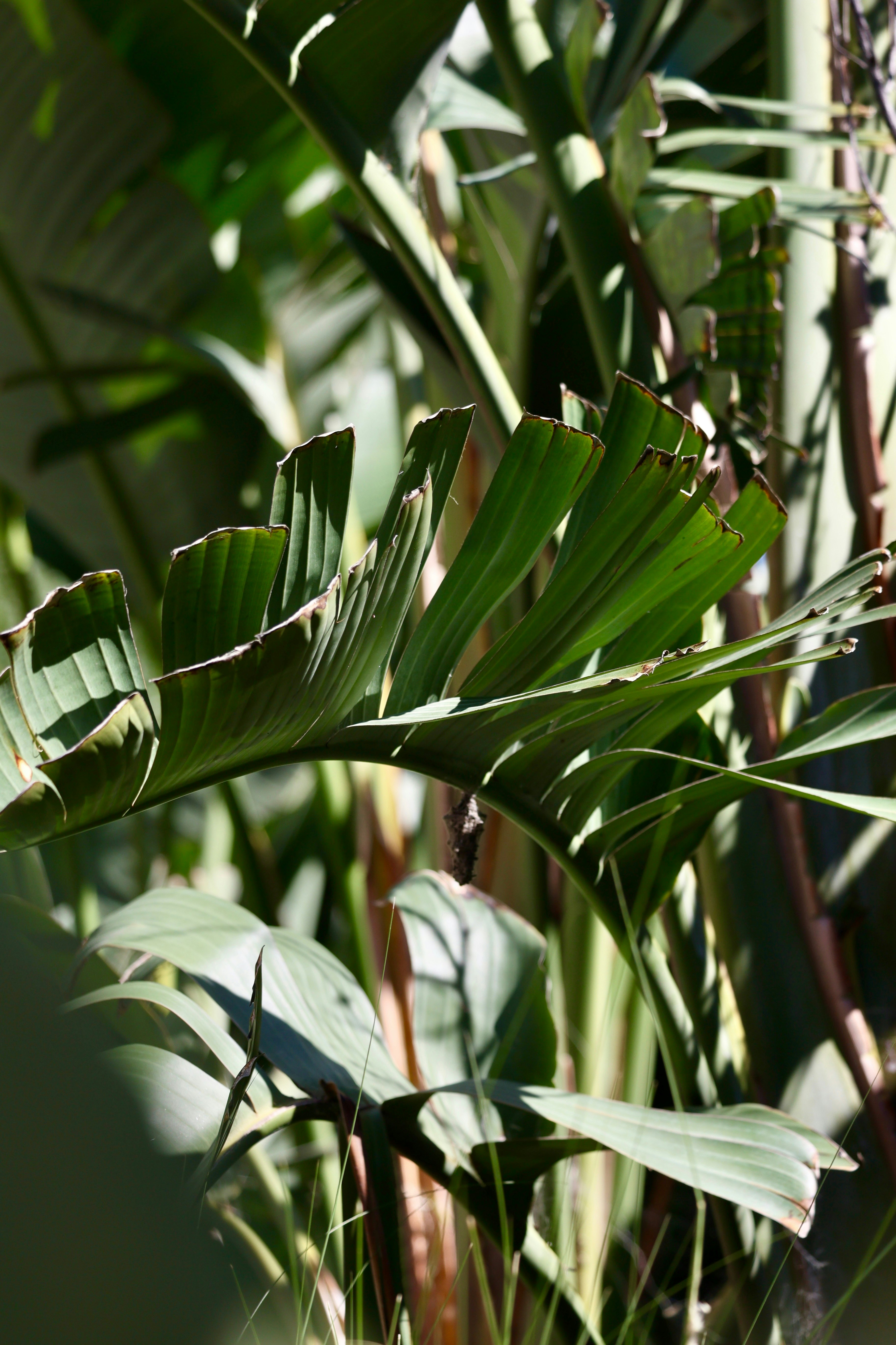 a close up of a plant with lots of leaves