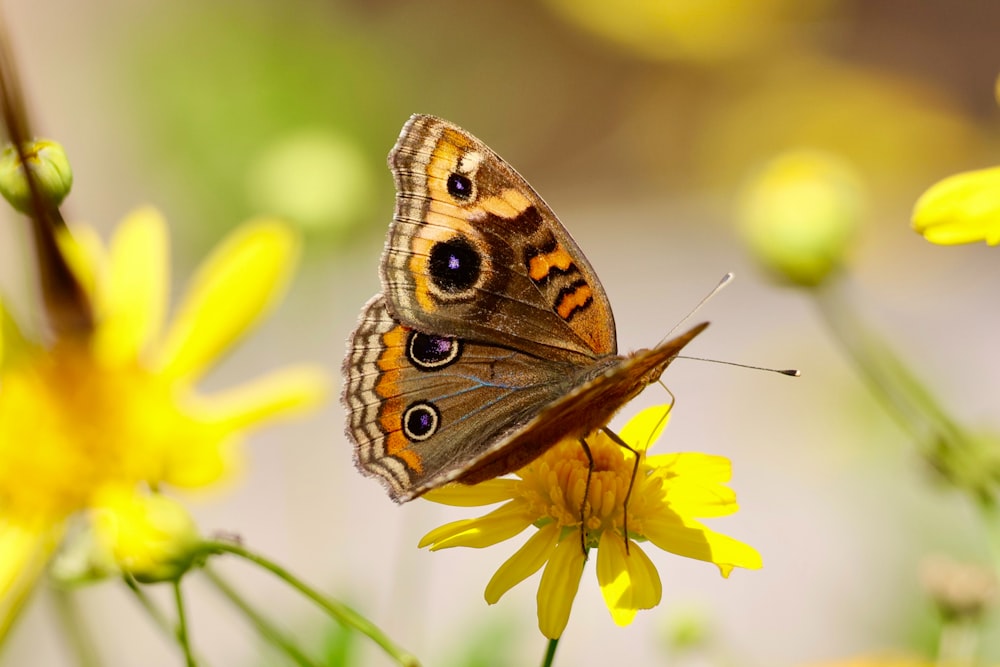 a butterfly sitting on top of a yellow flower